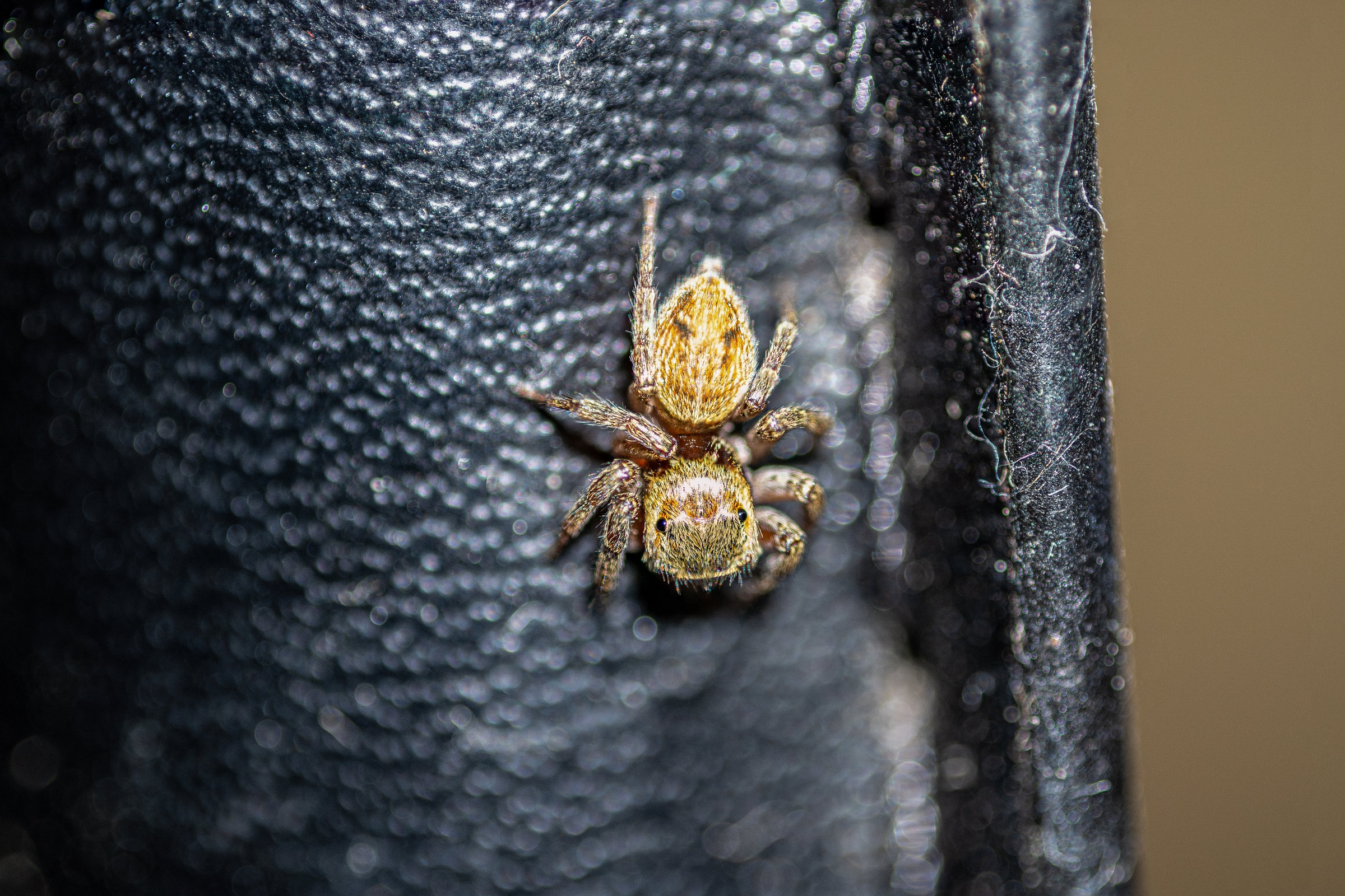 A golden jumping spider seen from above on black upholstery