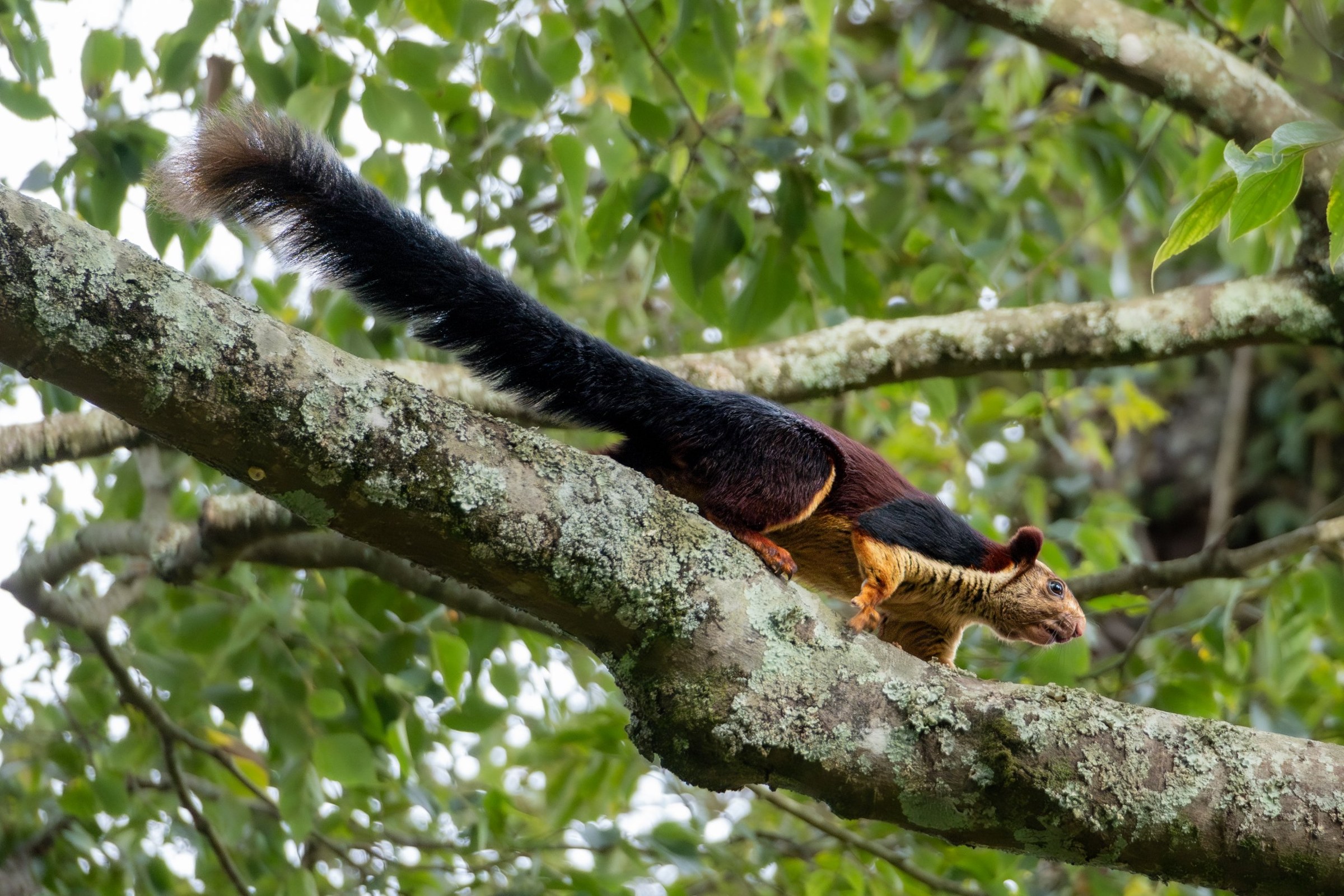 A Malabar giant squirrel stretched along a lichen-covered branch