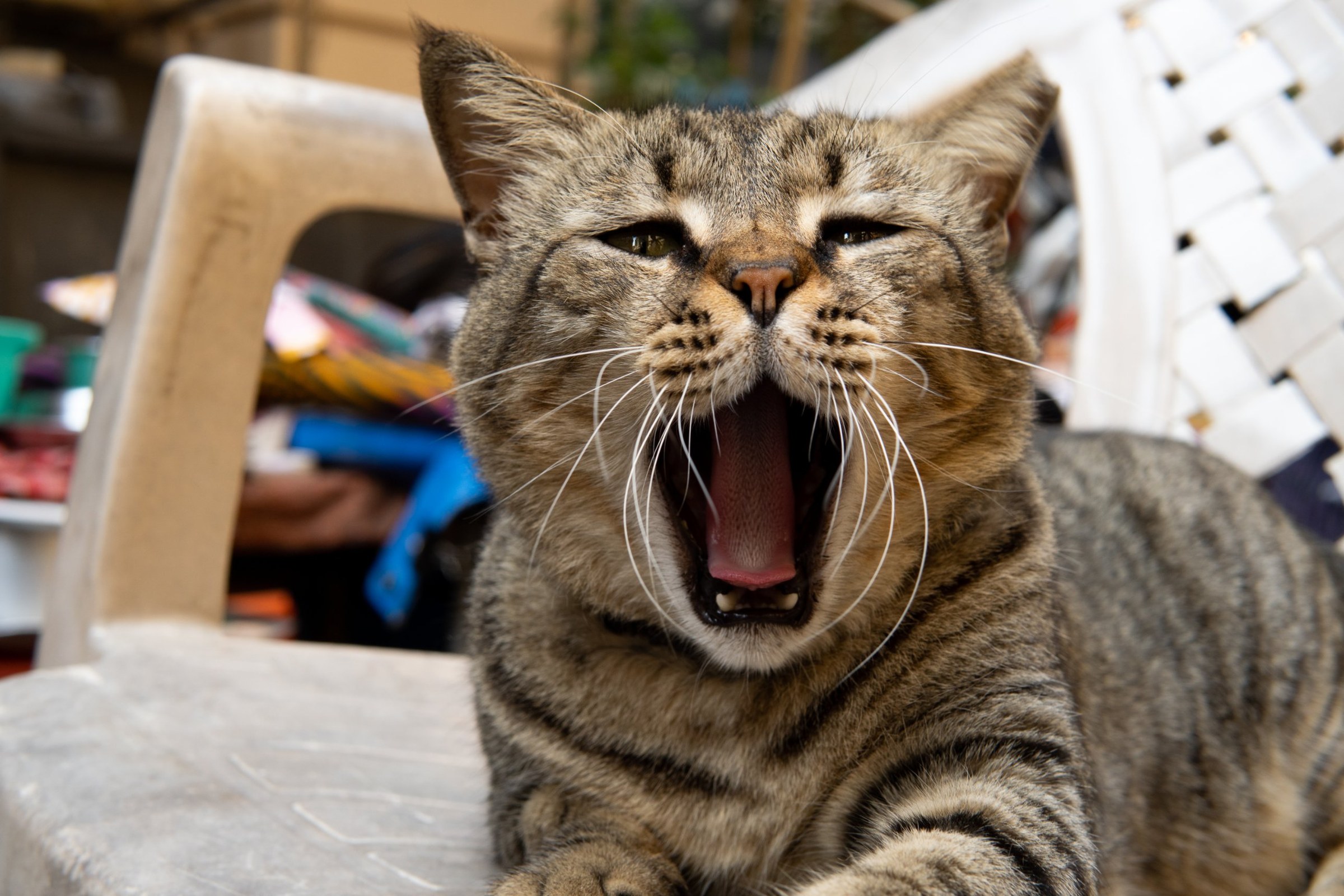 A tabby street cat mid-yawn, whiskers fanned out