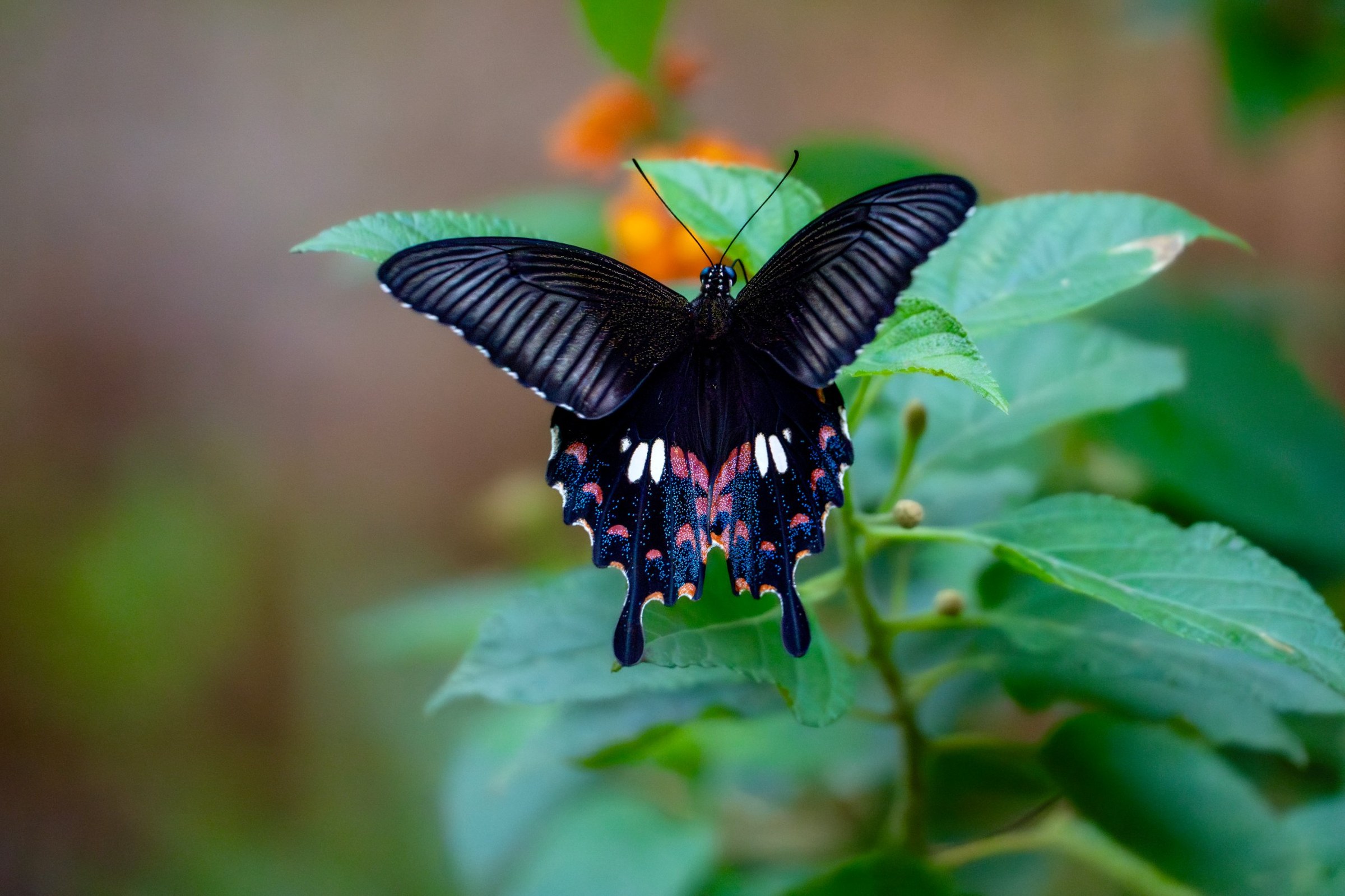 A black swallowtail butterfly with red and blue markings, wings open on a leaf
