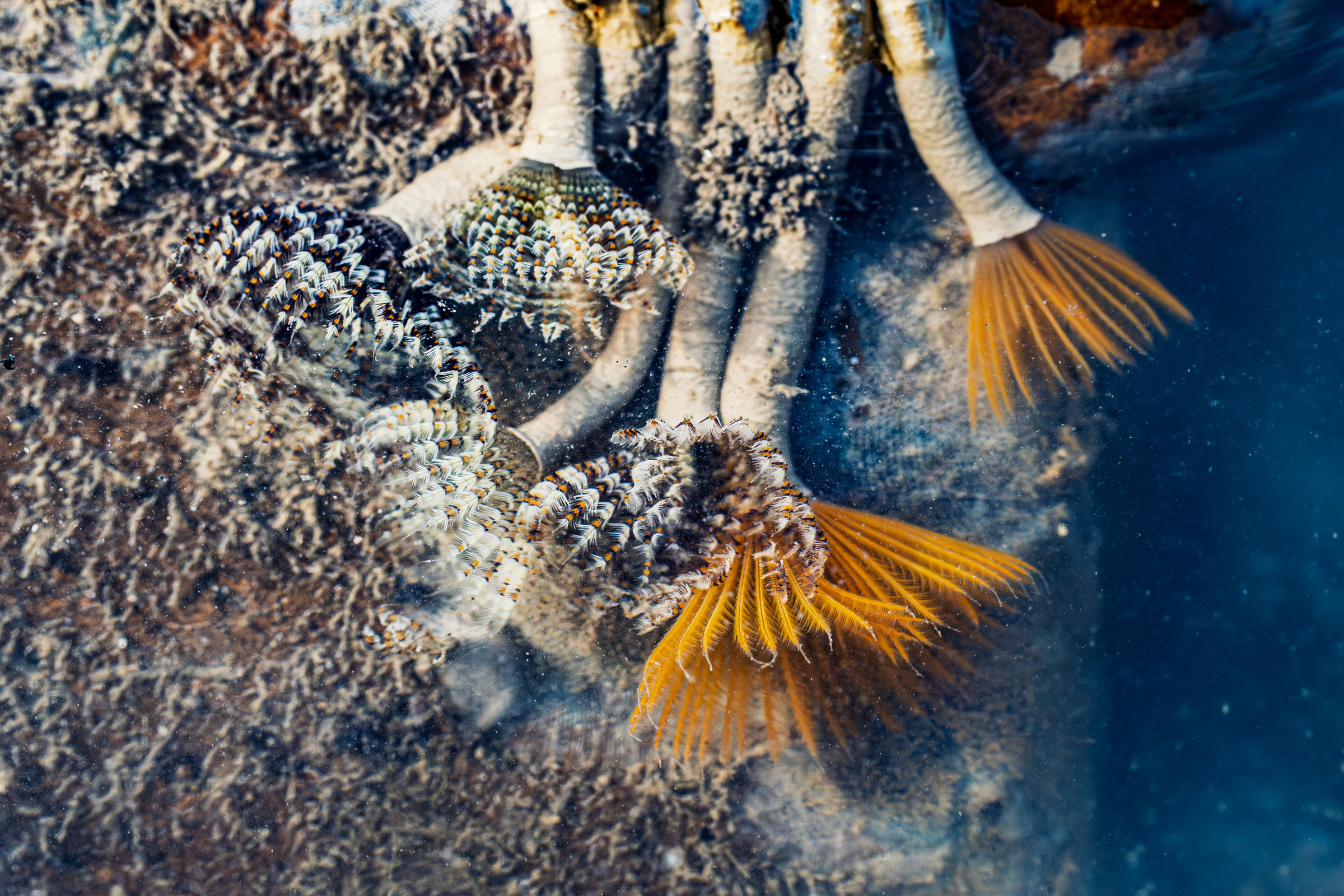 Feather duster worms open banded white and orange crowns underwater