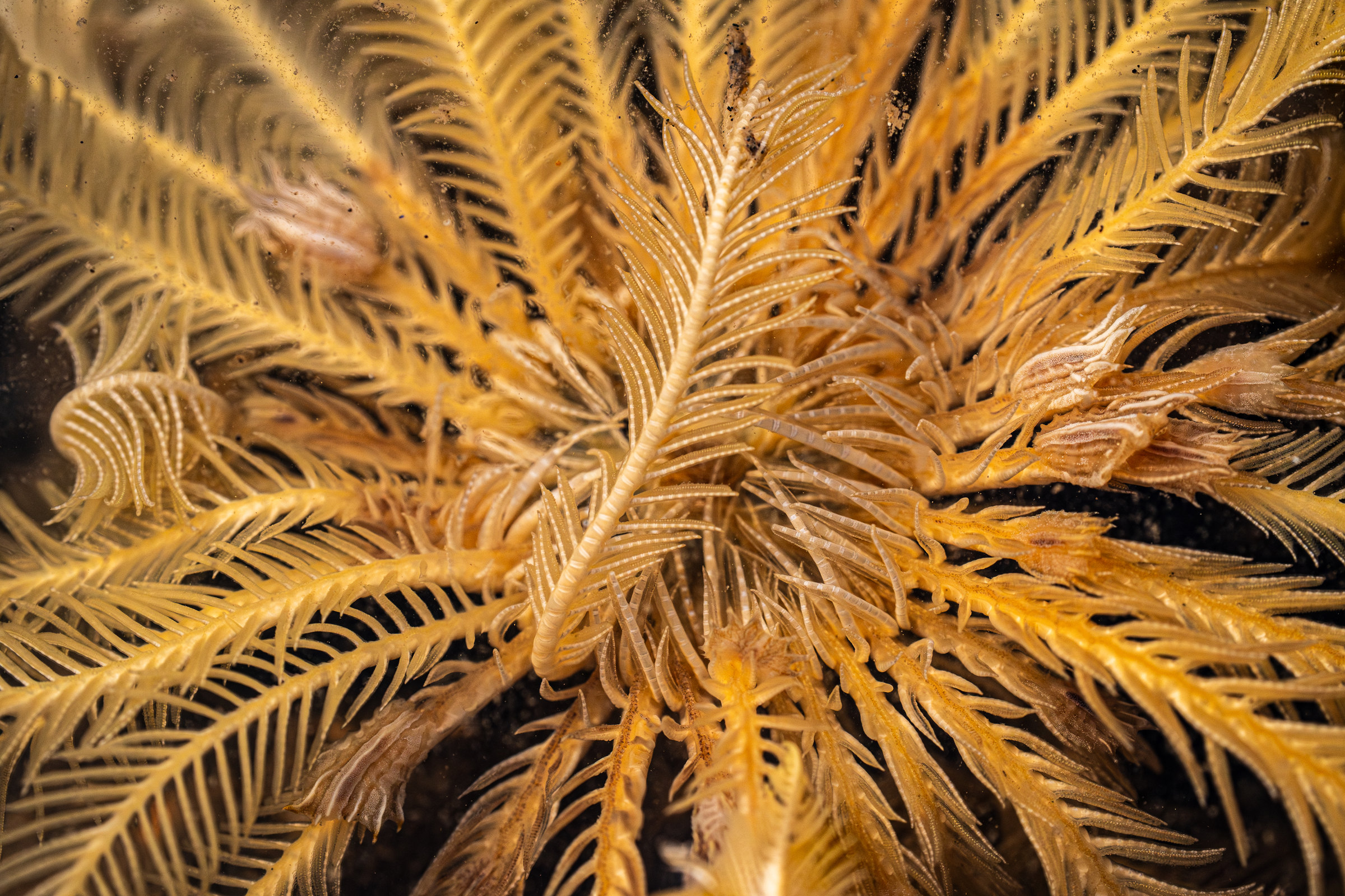 A close-up of a feather star’s golden, comb-like arms