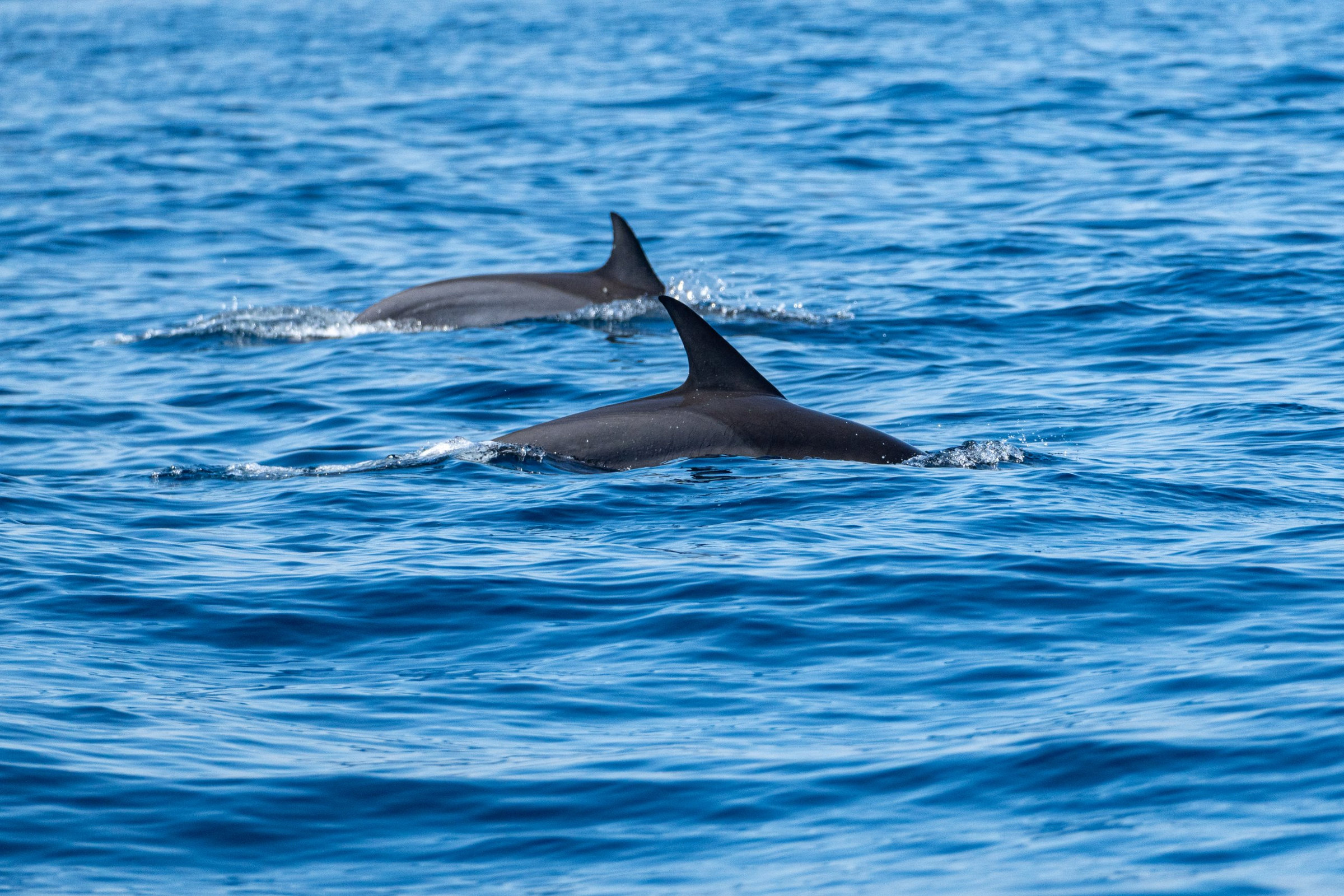 Two dolphins surface together in deep blue sea, their dorsal fins cutting the water