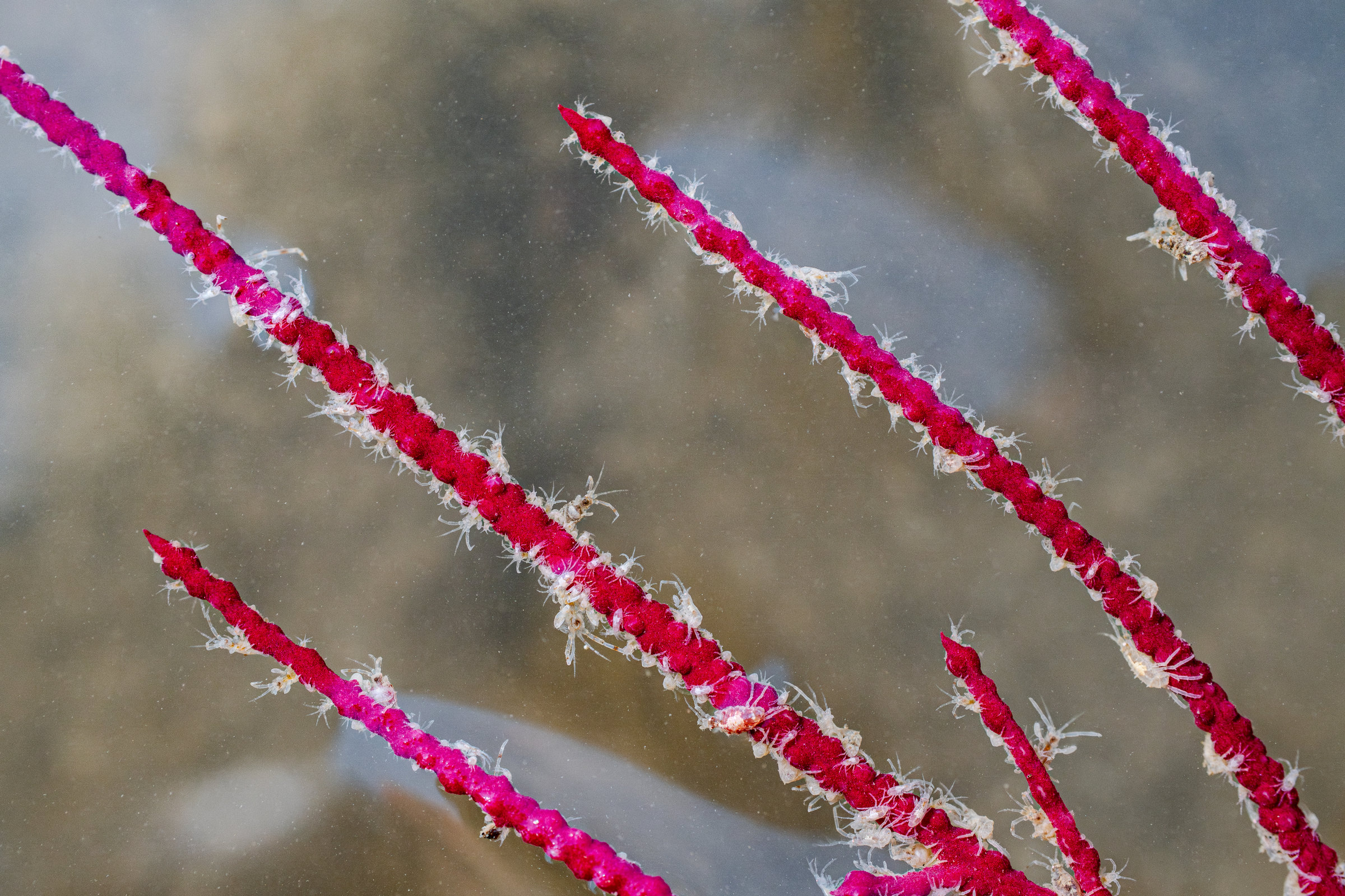 Magenta branches of an Indian sea plume covered in tiny translucent glass shrimp