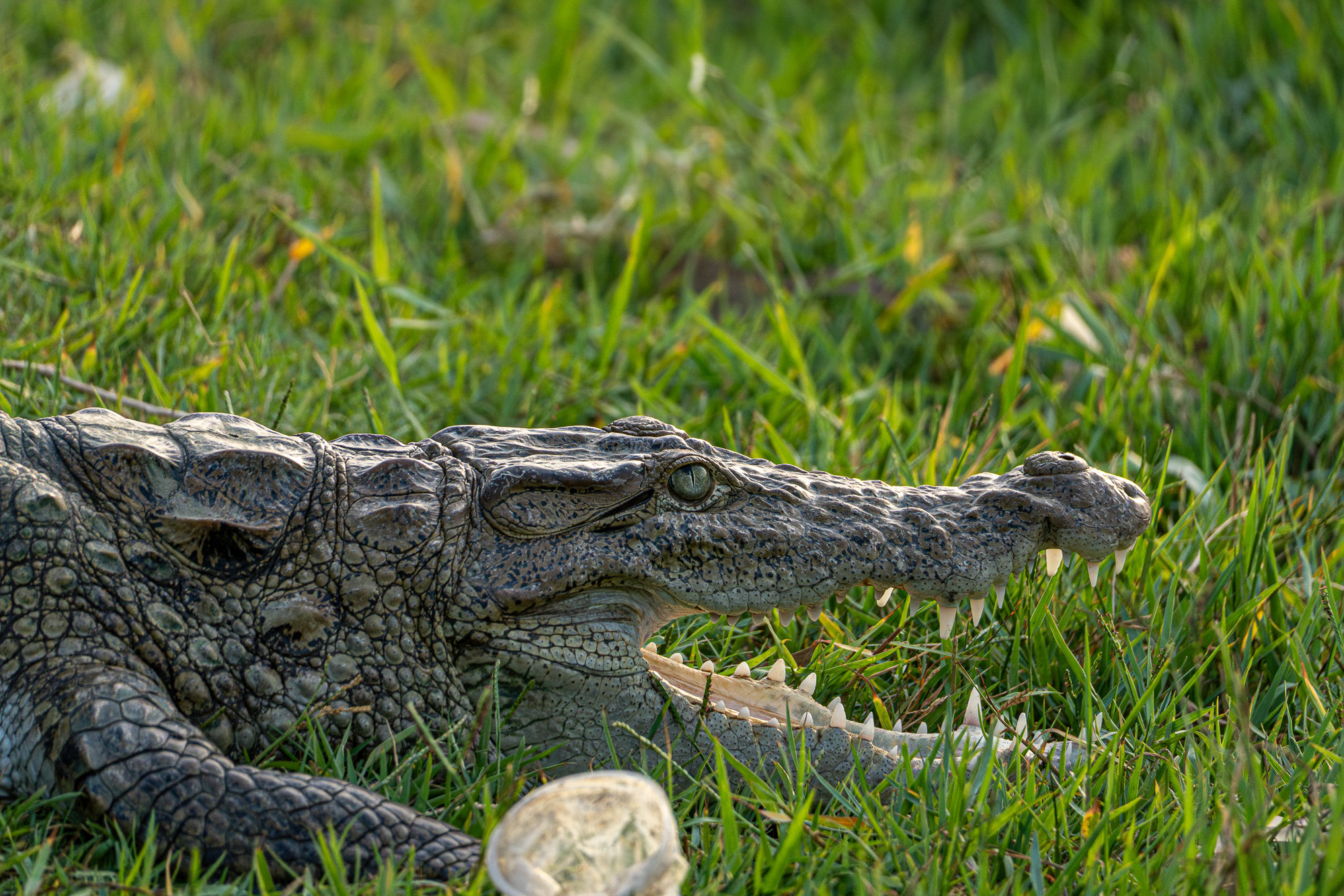 Close-up of a mugger's head, jaws open, resting on grass beside a discarded plastic cup