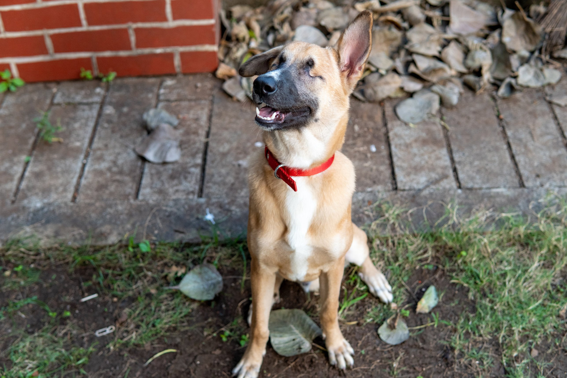 A tan dog with a red collar sits on a garden path, face turned up, mouth open