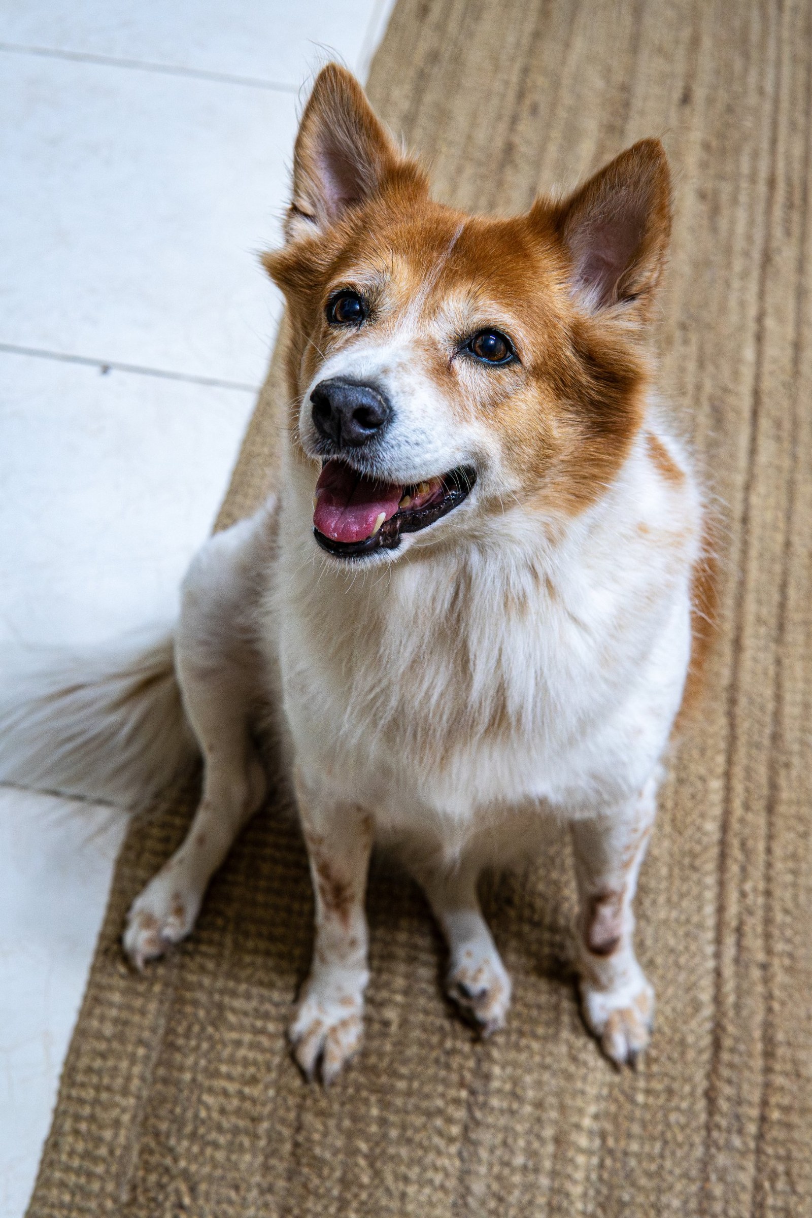 Ginger sitting on the rug at the edge of a tiled floor