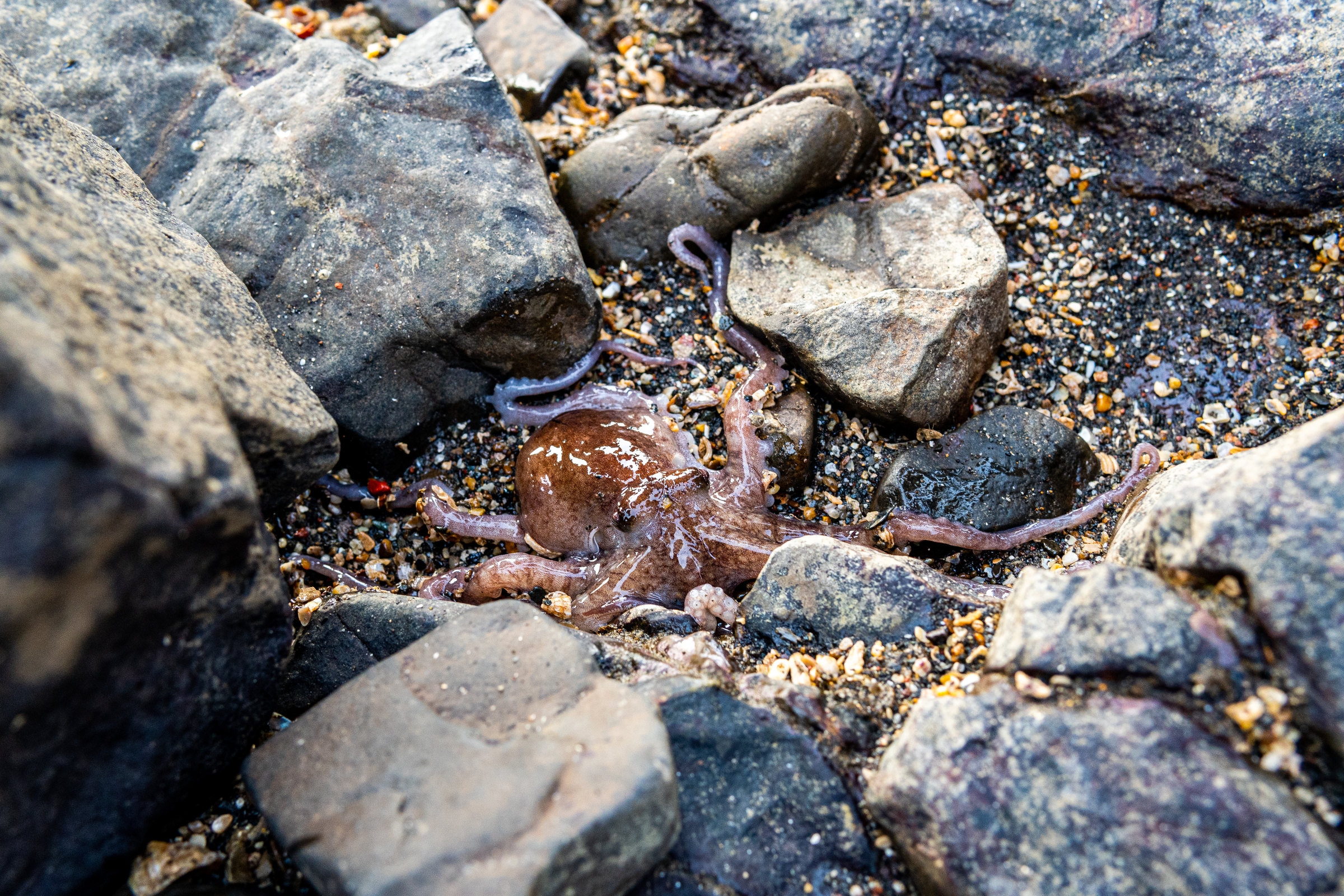 An octopus spreads its arms among rocks and shell grit in a tidepool