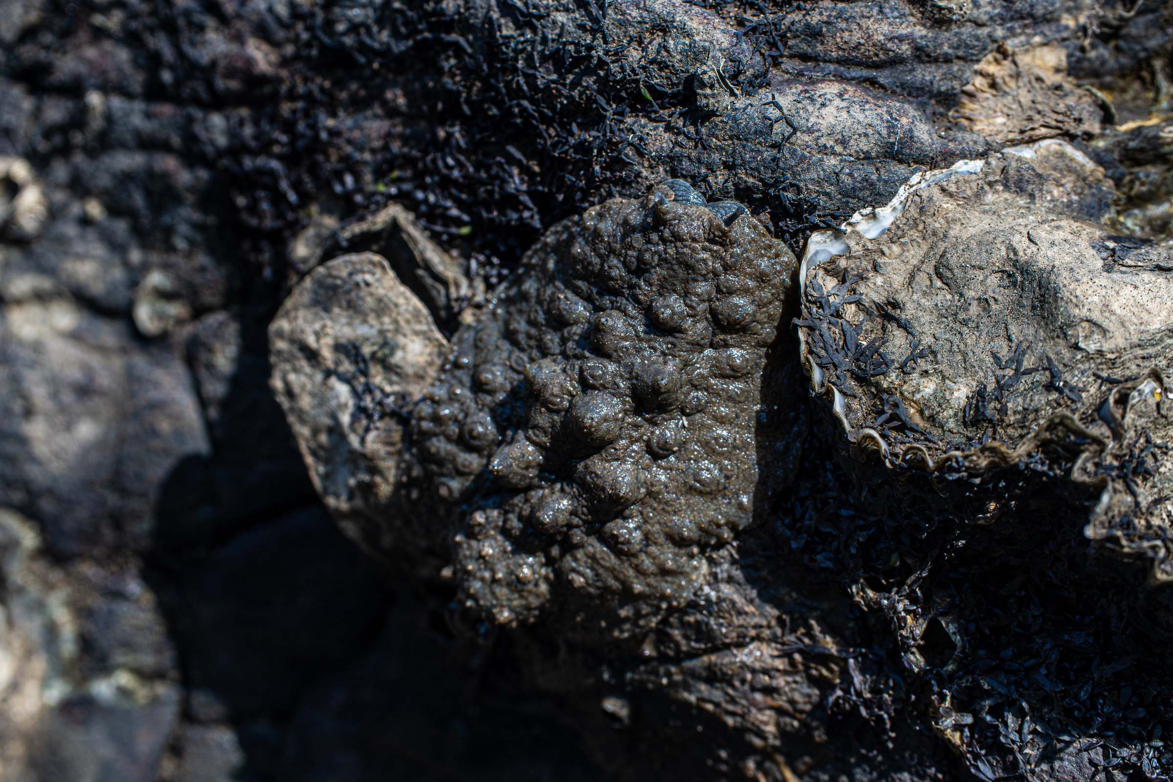 A lumpy, mud-coloured sea hare camouflaged against rocks and oysters