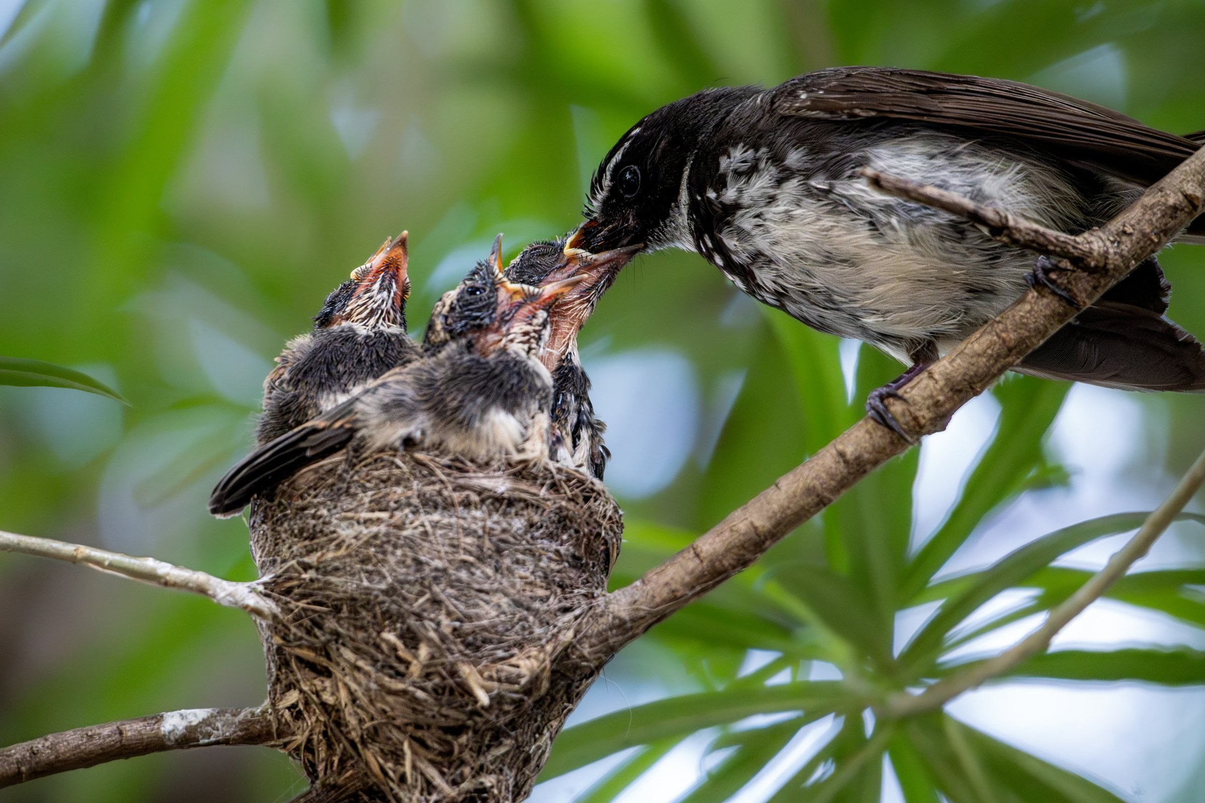 A fantail feeding its open-beaked chicks in a nest
