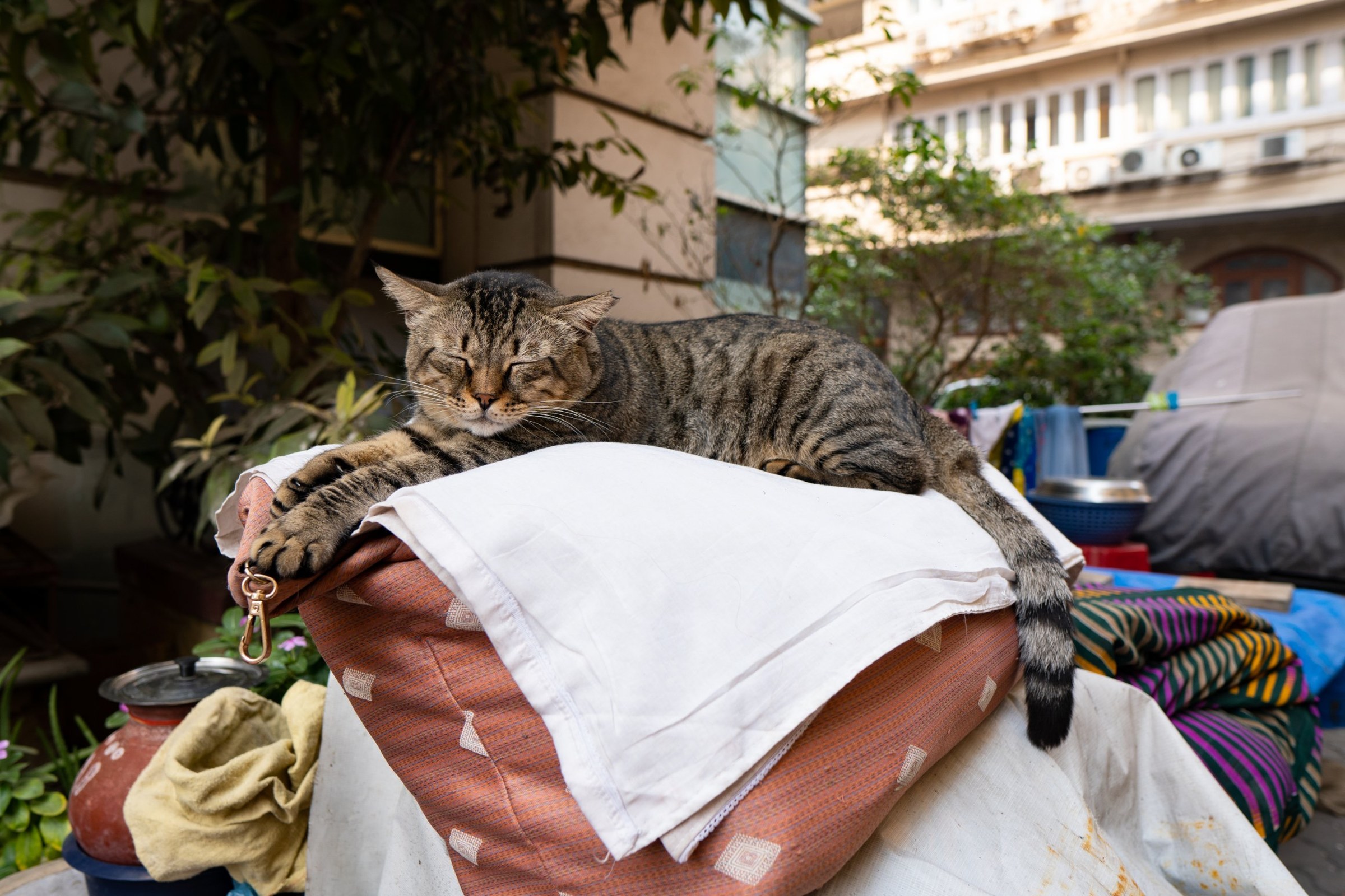 The same tabby asleep on folded bedding in a Mumbai courtyard