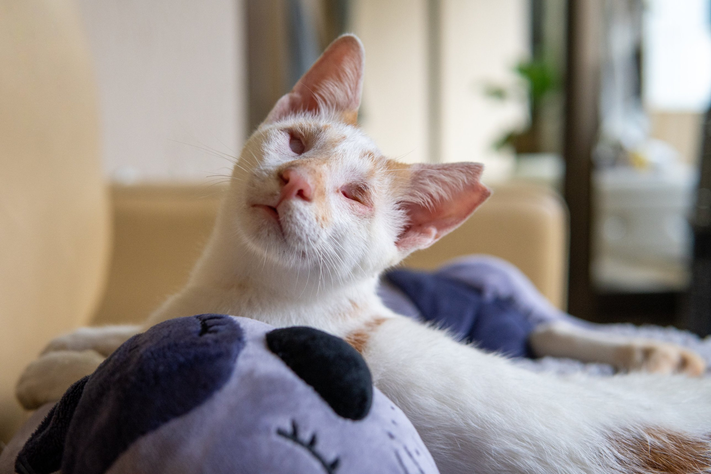 A white-and-ginger cat lifts his head while lying beside a purple plush toy