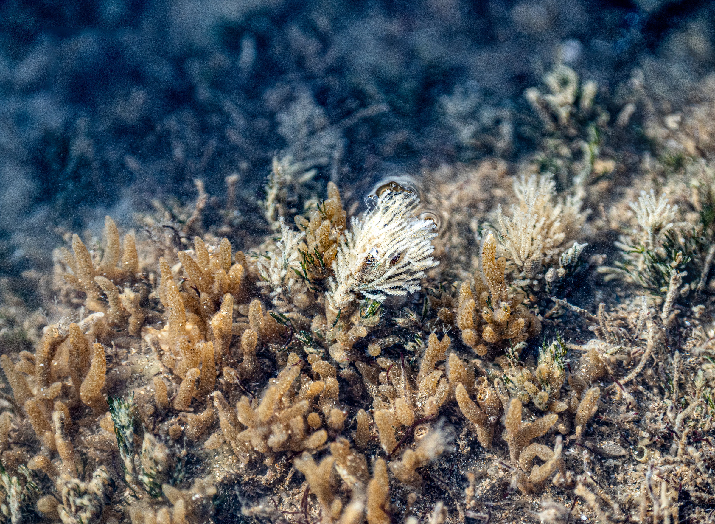 Branching tan and white bryozoan colonies in a clear tidepool