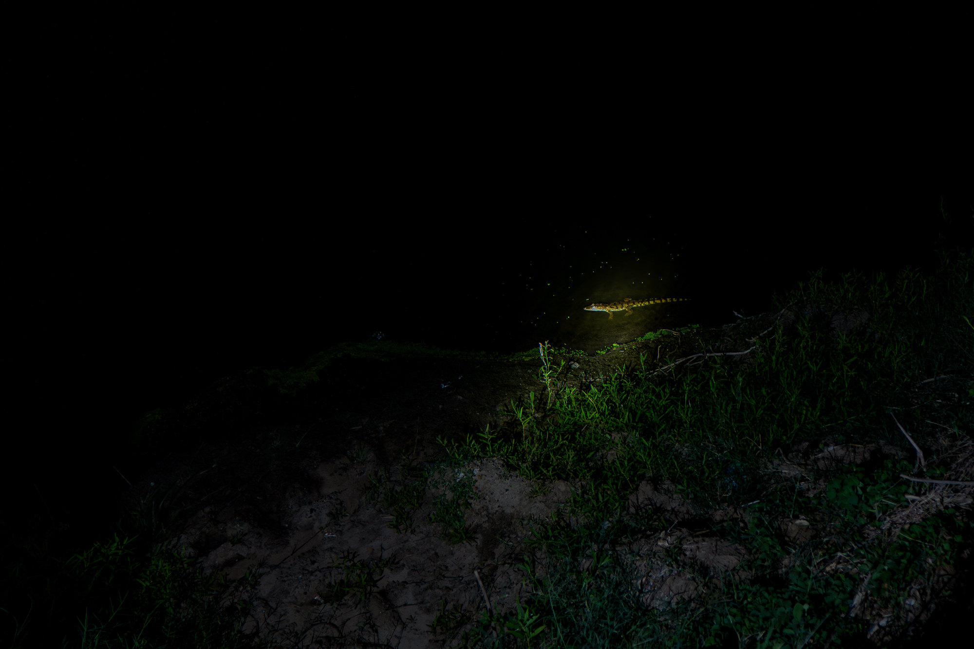 A young mugger lit by torchlight in dark water near a grassy bank