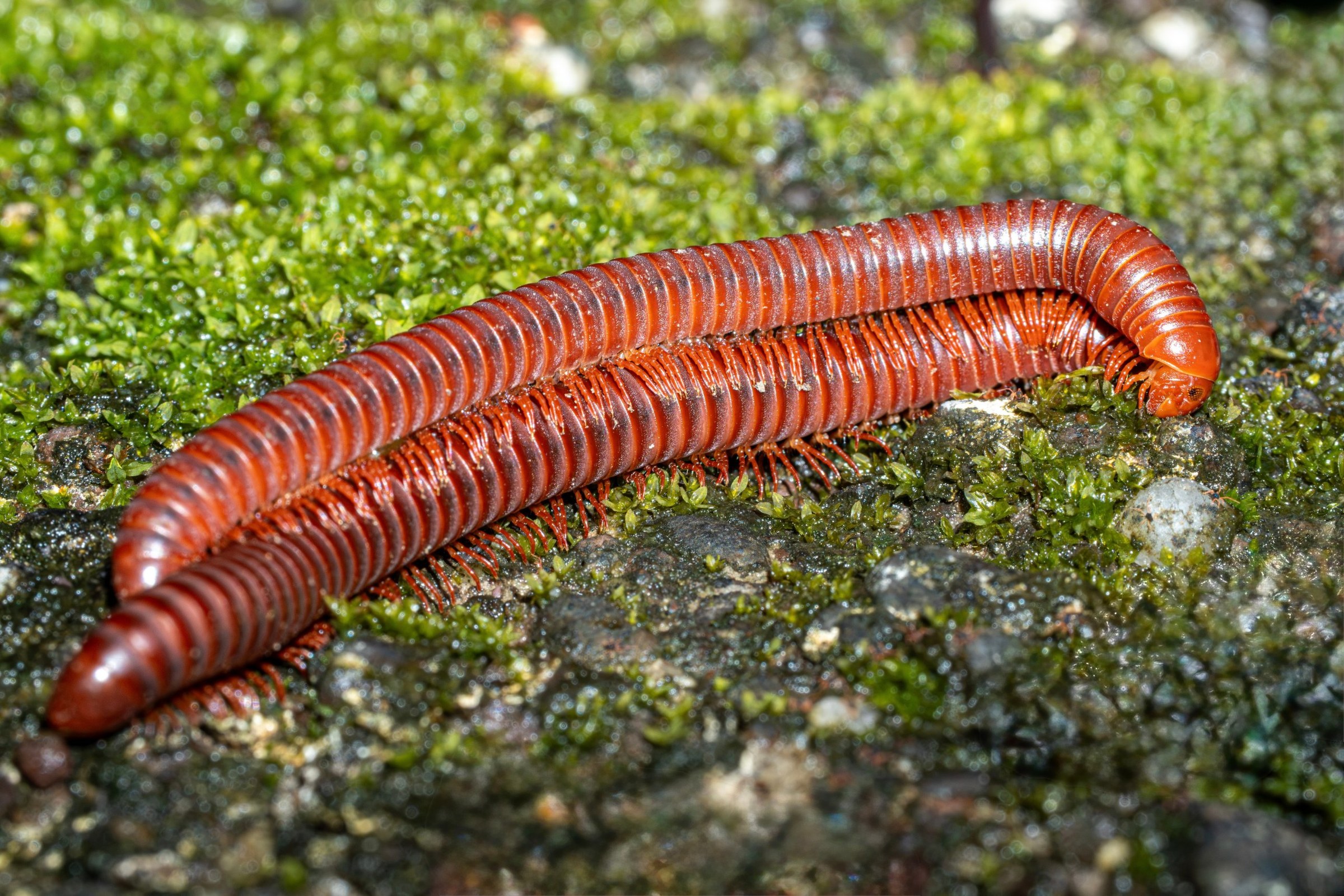 A glossy red millipede curled over wet moss