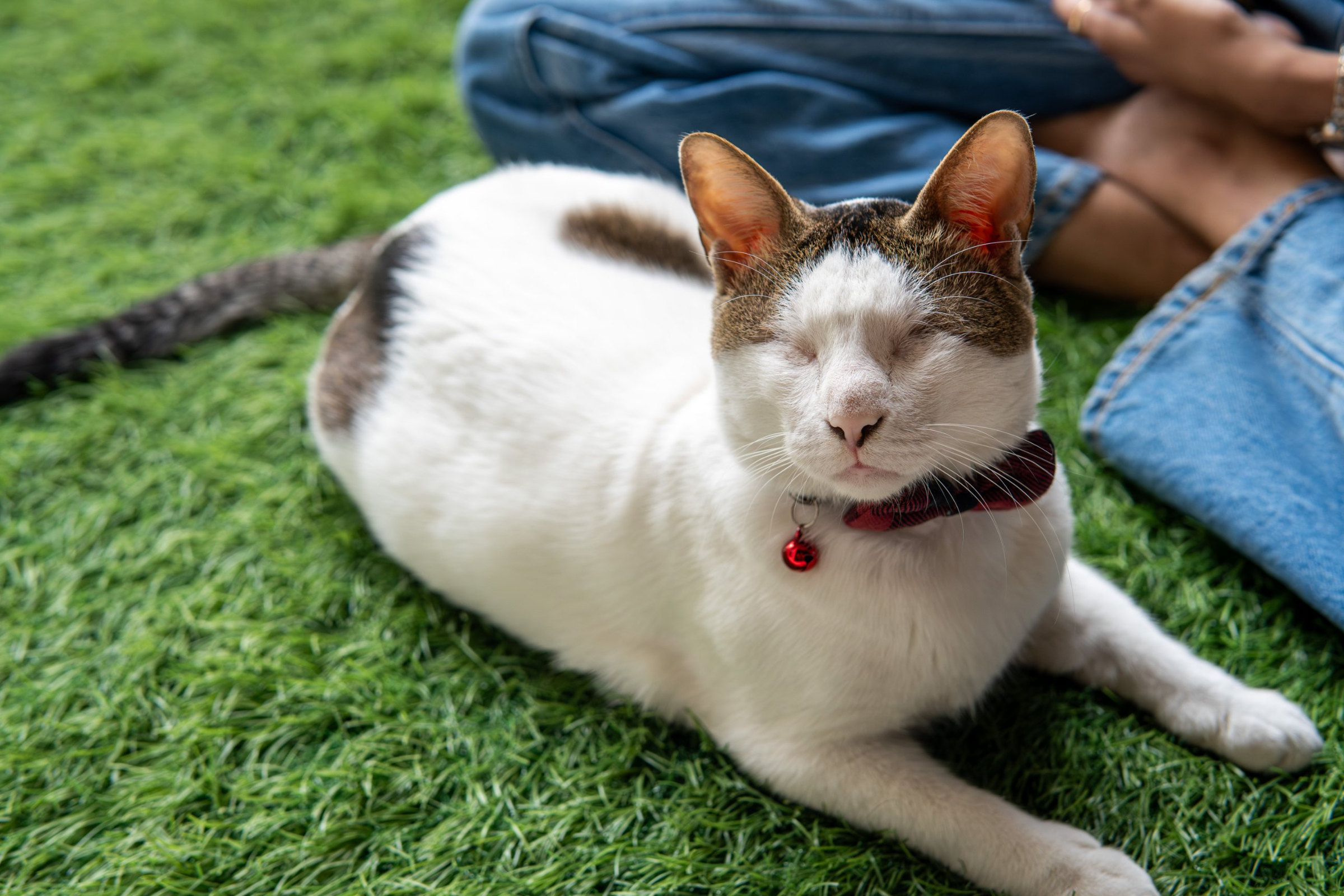 A white cat with tabby patches lies on artificial grass, eyes closed, wearing a red bell collar