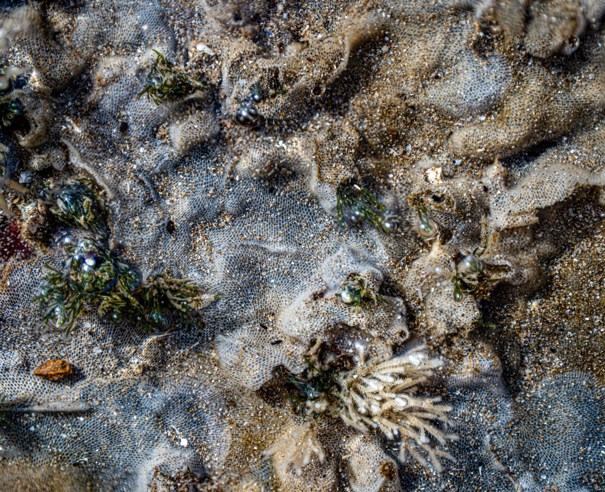 A lace-like sheet of bryozoans spreading across a rock, studded with seaweed
