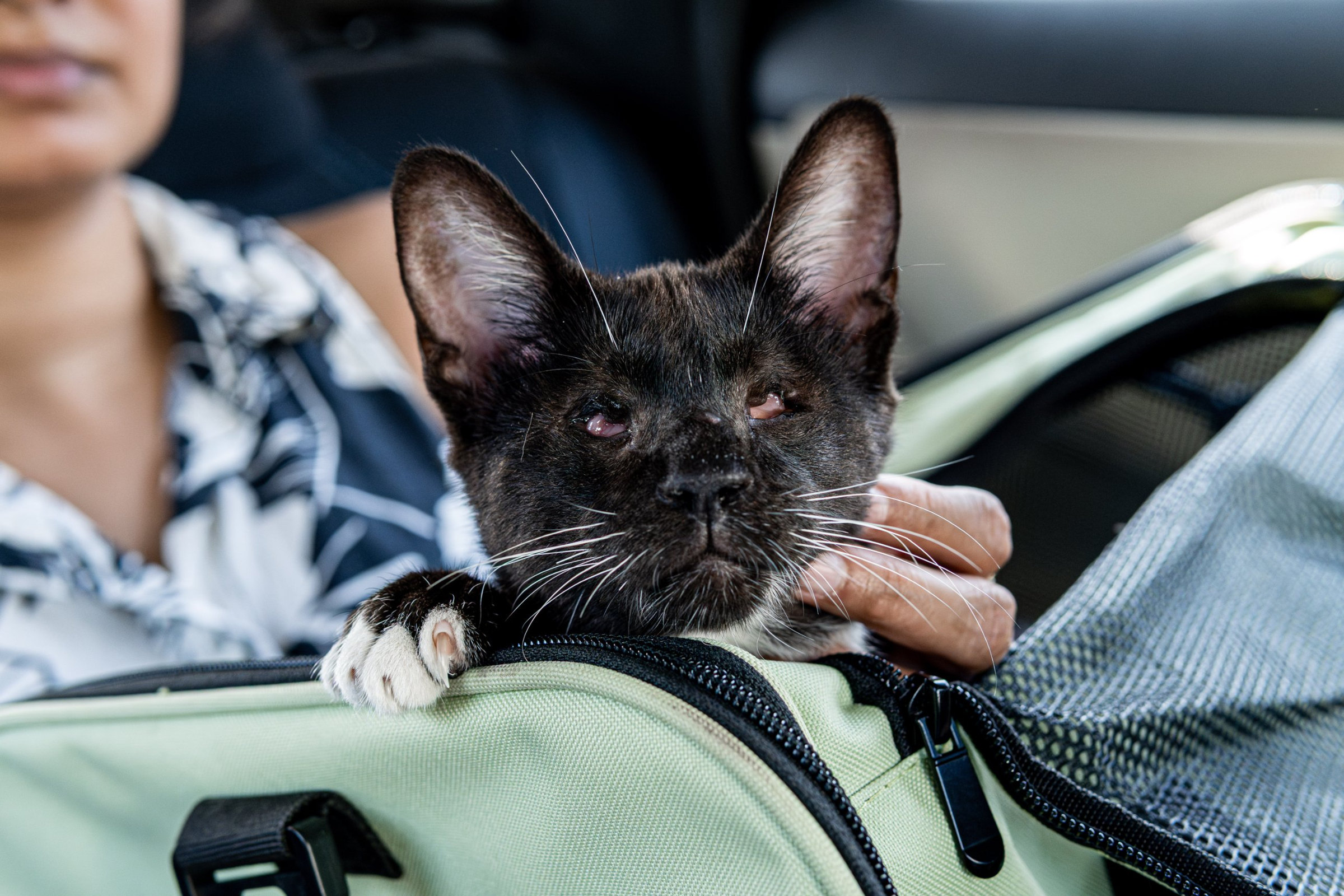 Totoro rests his chin on the edge of a pet carrier in a car