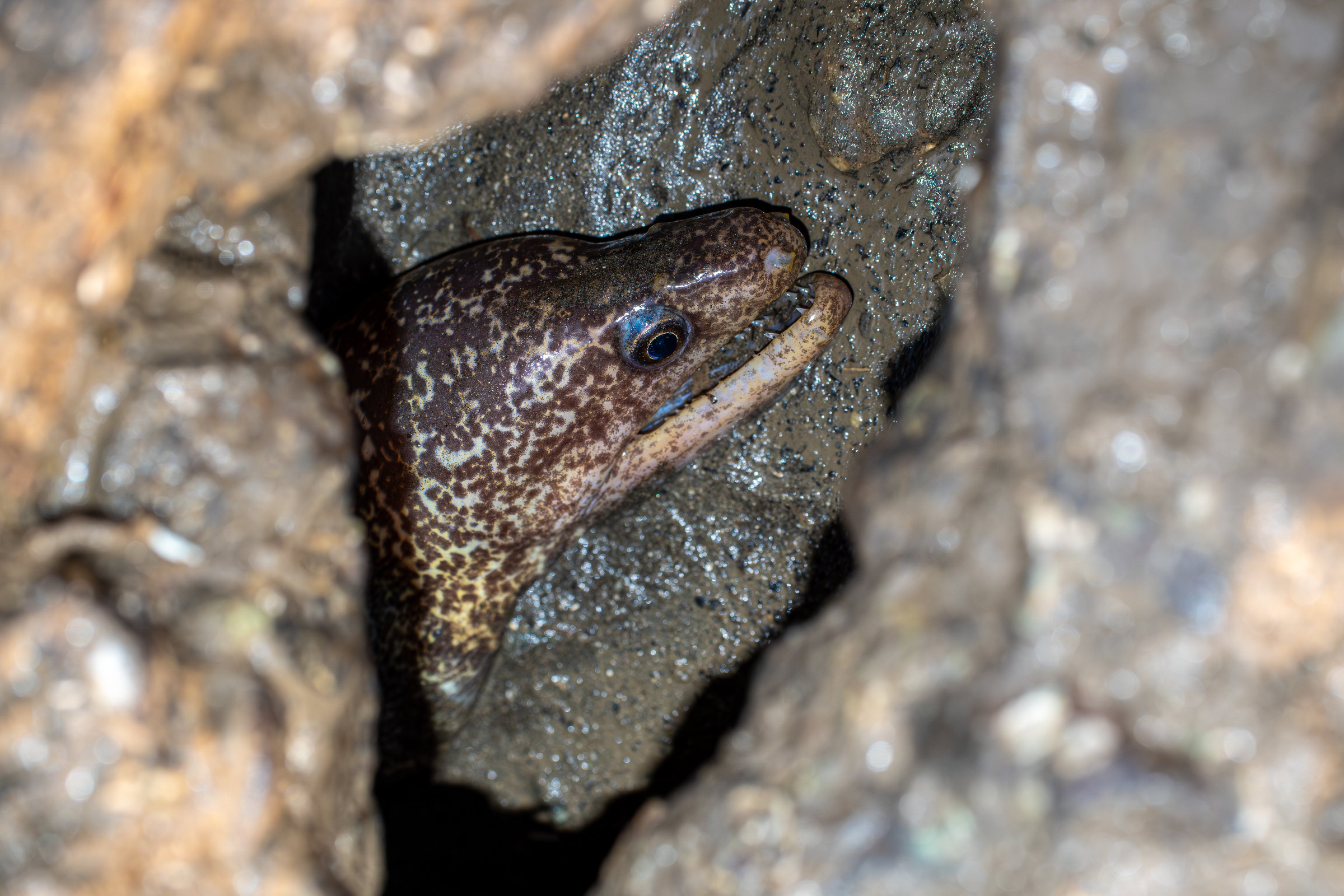 A speckled moray eel peers out from a crevice in wet rock