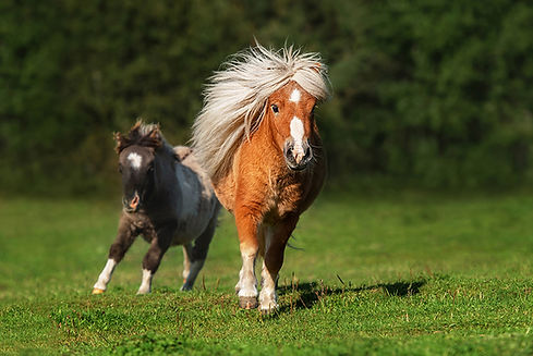 ponies 2-web.jpg