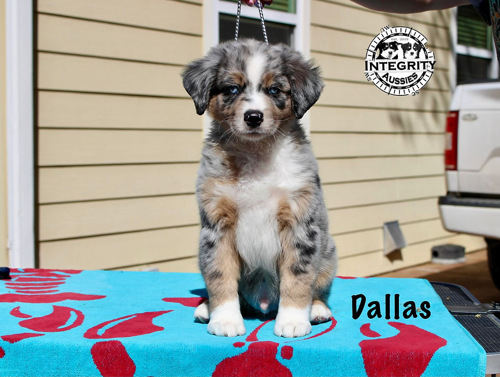 Dallas