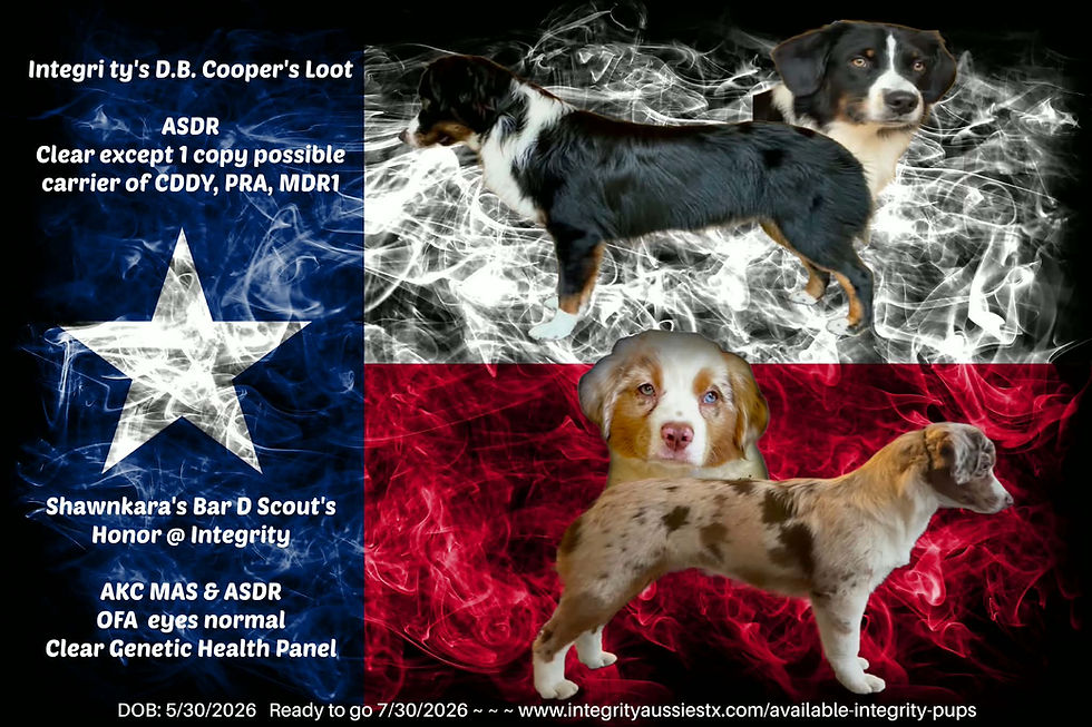 Cooper & Scout