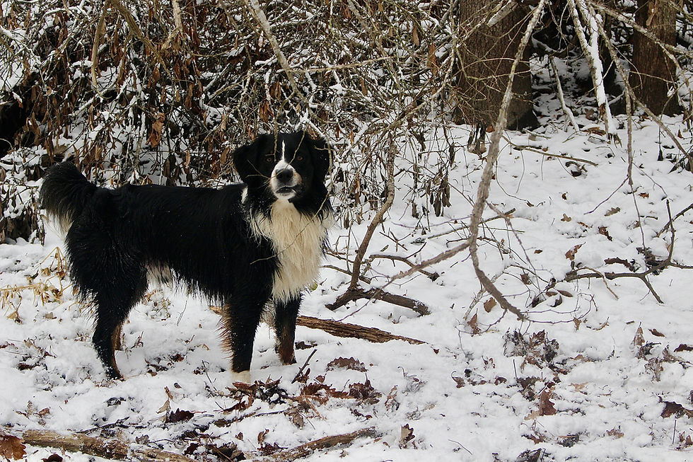 Cooper