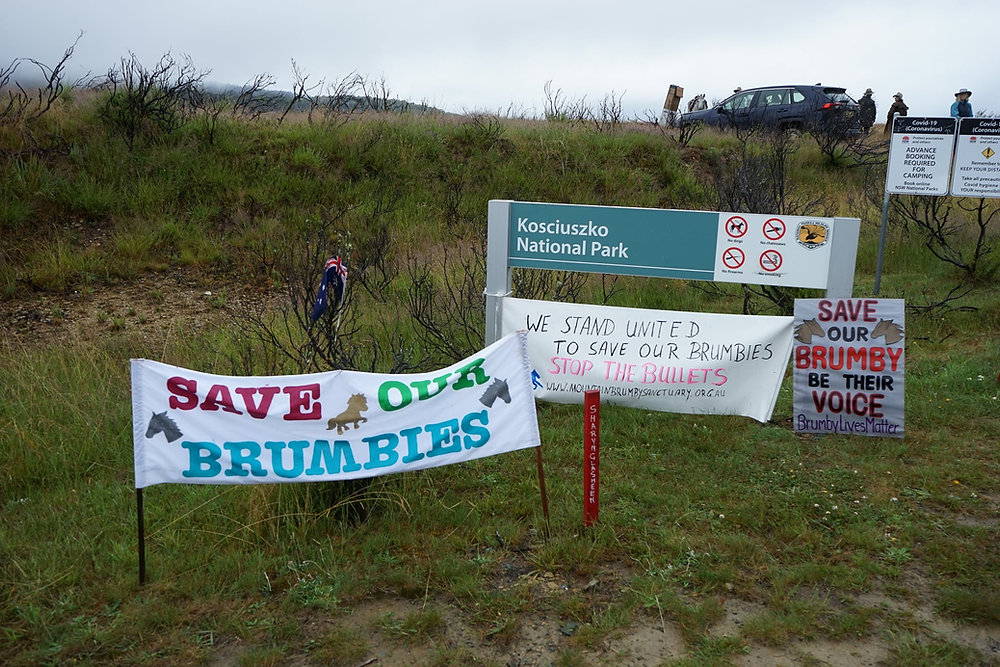 Brumby Riots Brumby Rally Kosciuszko National Park - Long Plain Gate