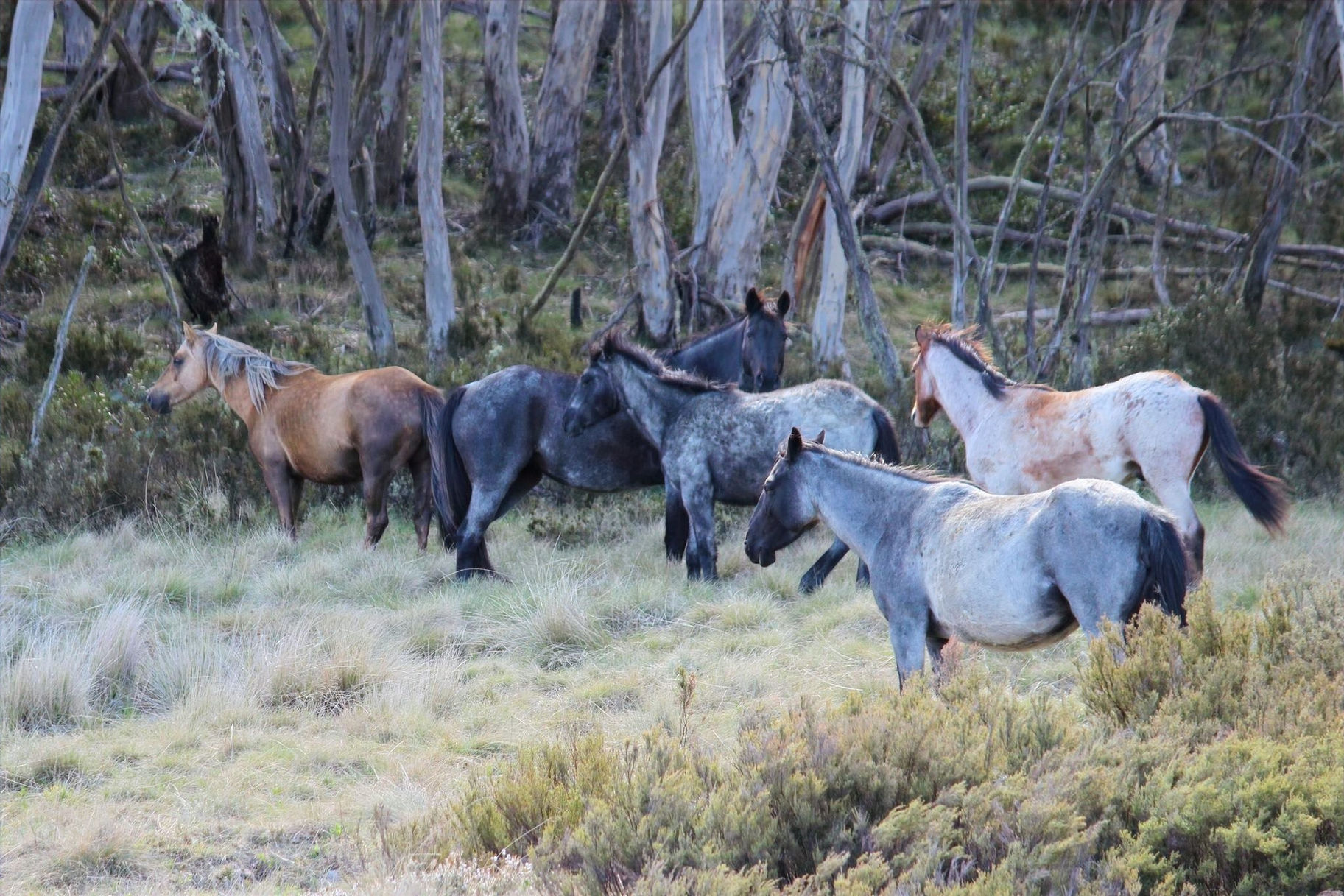 Kiandra Brumbs 2013_edited.jpg