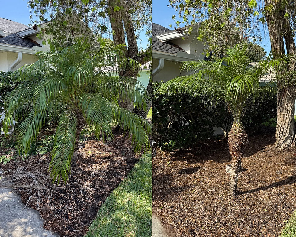 Before and after dependable quality lawn care for a palm tree.