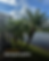 Dependable quality lawn care for trimmed backyard palms.