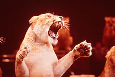 The Purpose of Mankind-00.png