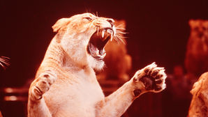 Ay Aslan Burcunda