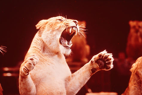 Circus Lion