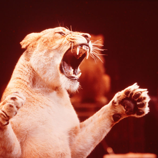 Circus Lion