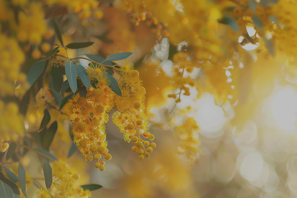 golden wattle is a medicine plant