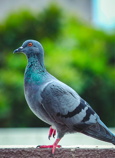 Bird_edited.png