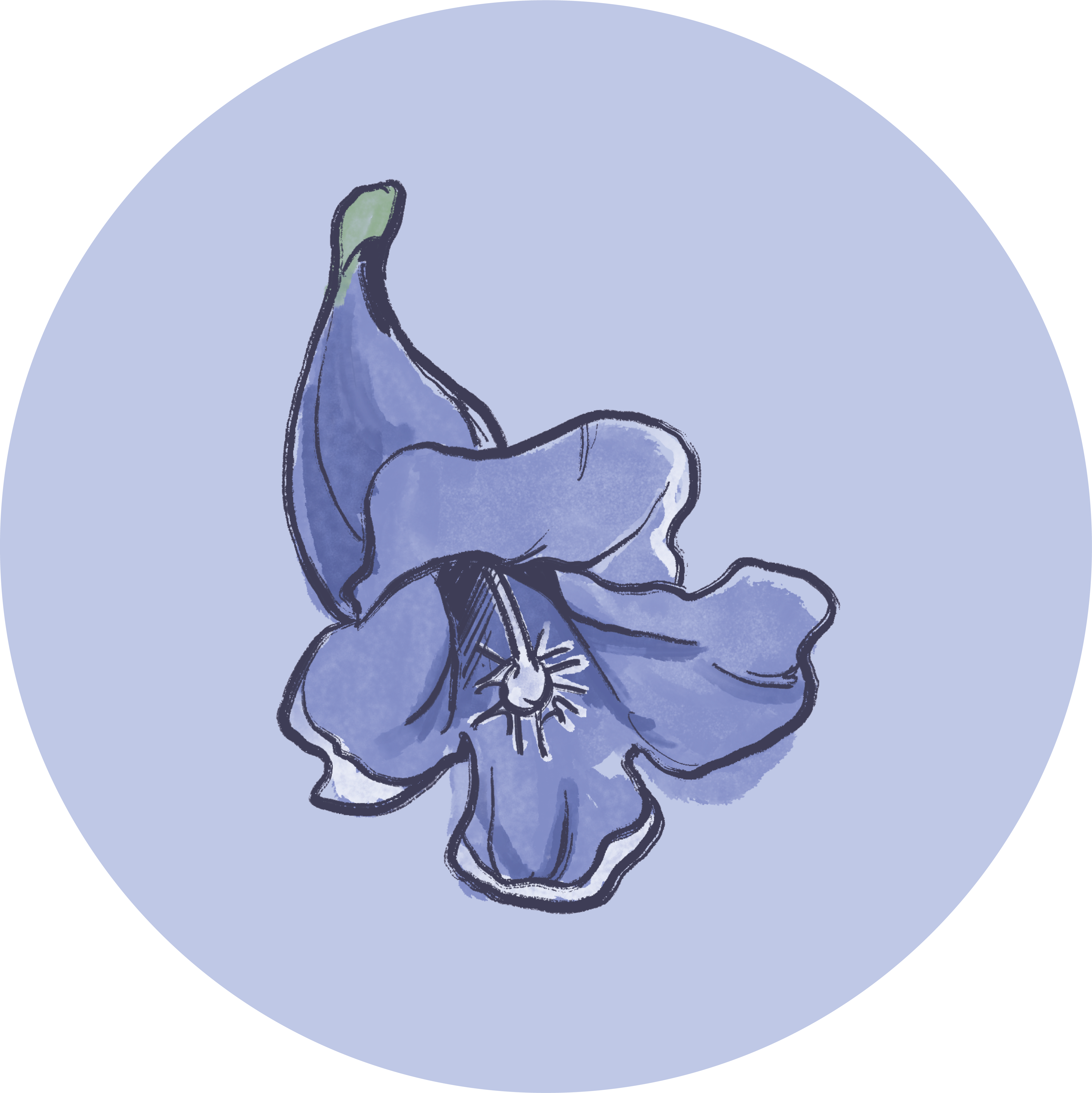 Writer: The Jacaranda Foundation