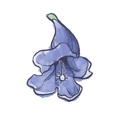 Jacaranda graphic