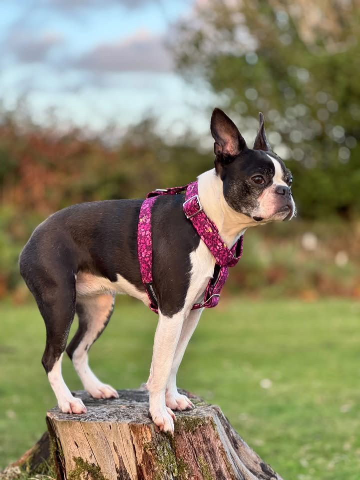 Thumbnail: Luna Mulberry Moon Dog Harness