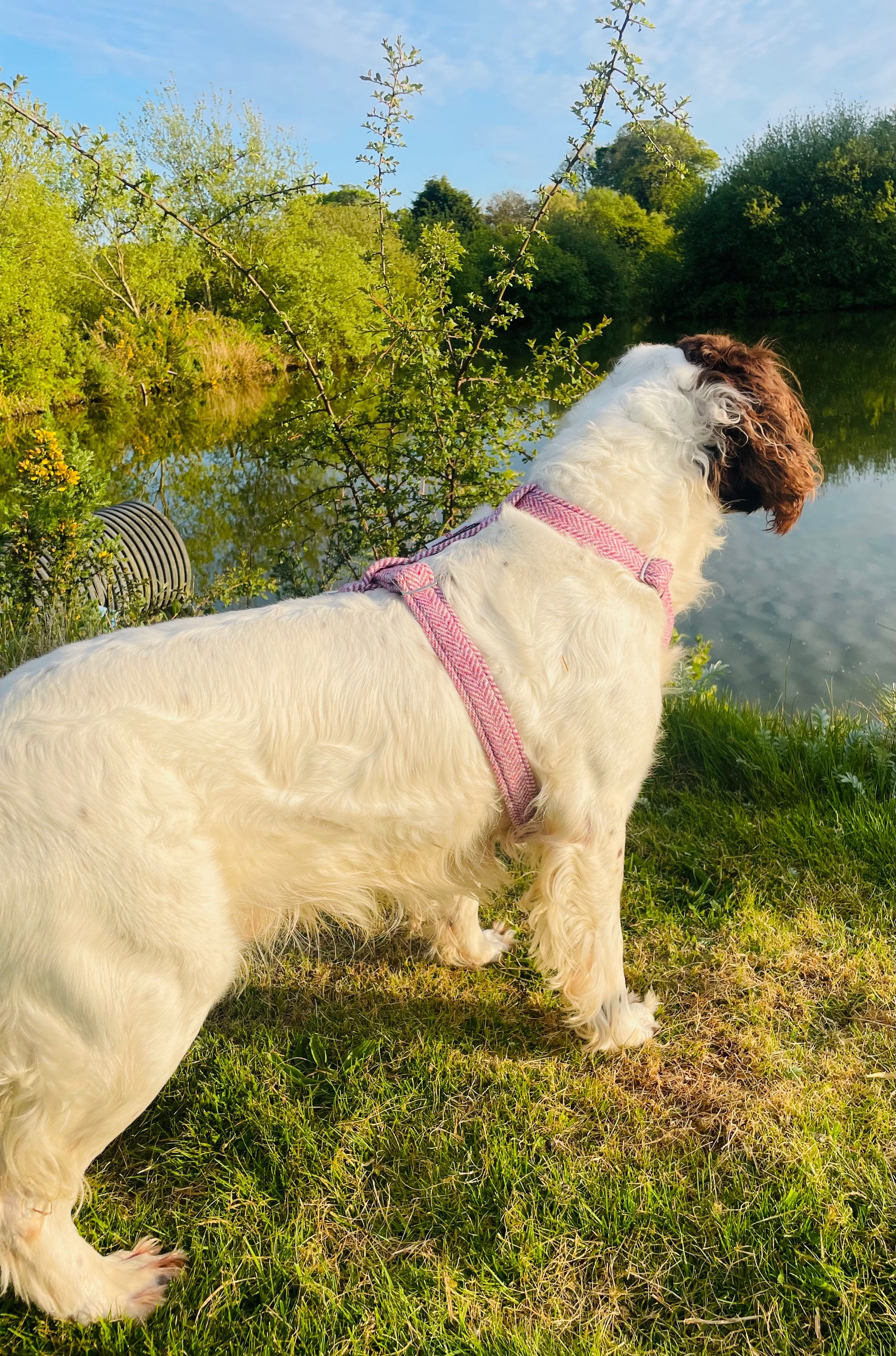 Harris Tweed Pink Herringbone Dog Harness