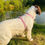 Thumbnail: Harris Tweed Pink Herringbone Dog Harness