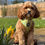 Thumbnail: Spring is Here "Daffodil" Padded Dog Harness 
