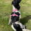 Thumbnail: Spring Pink Floral Dog Harness