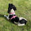 Thumbnail: Spring Pink Floral Dog Harness