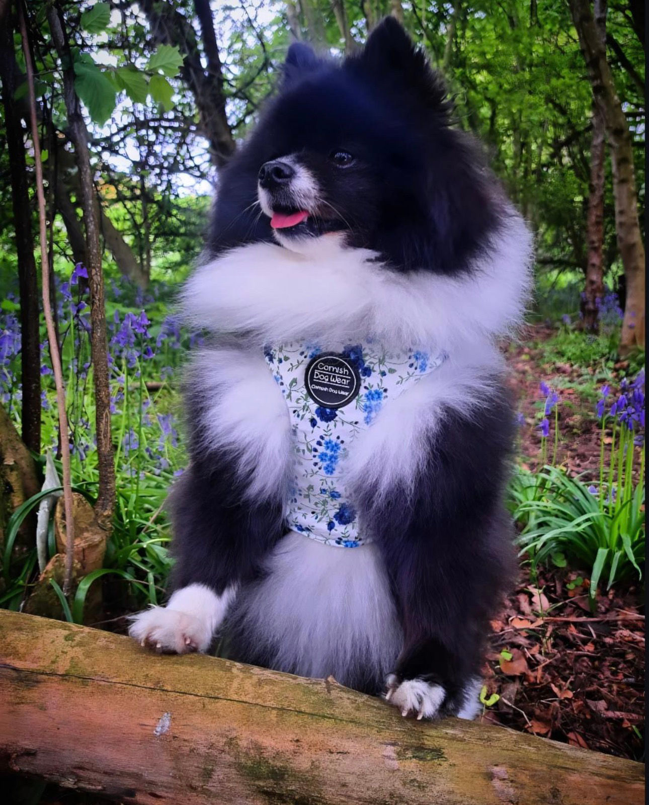 Willow and Bloom Padded Dog Harness