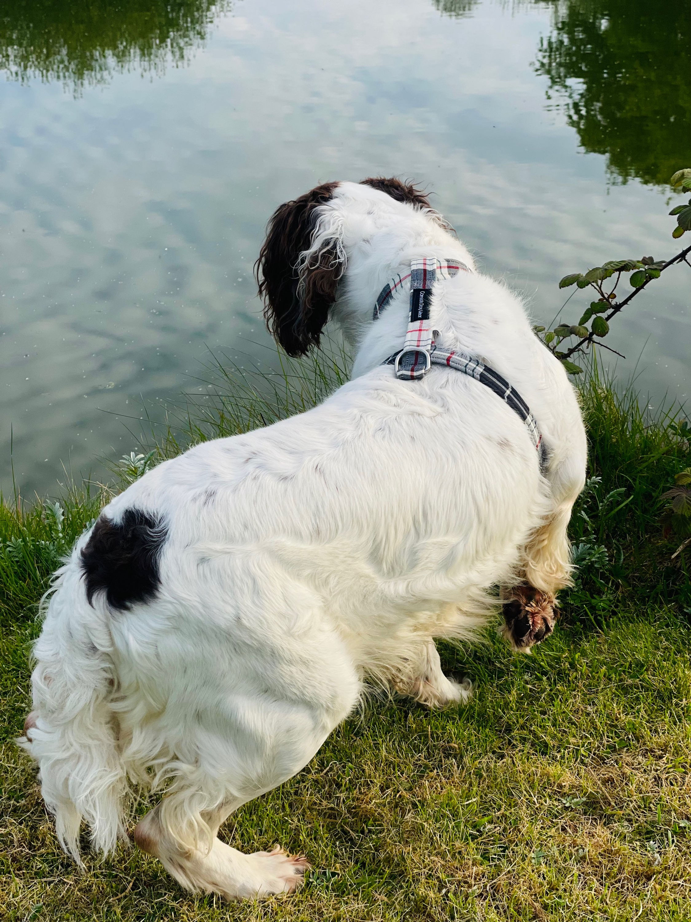 Cornish St PiranTartan Dog Harness