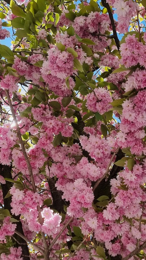 20260429_122512.jpg