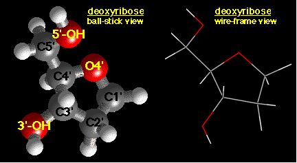 deoxyribose