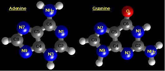 Purines_BS_Labels